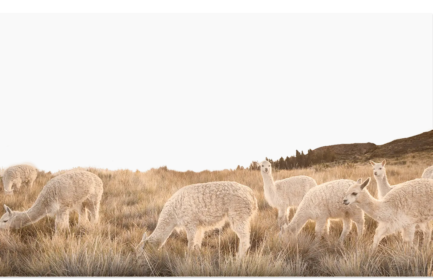 Alpacas en los Andes