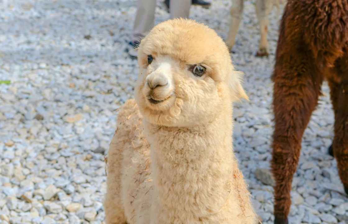 Alpaca from Peru