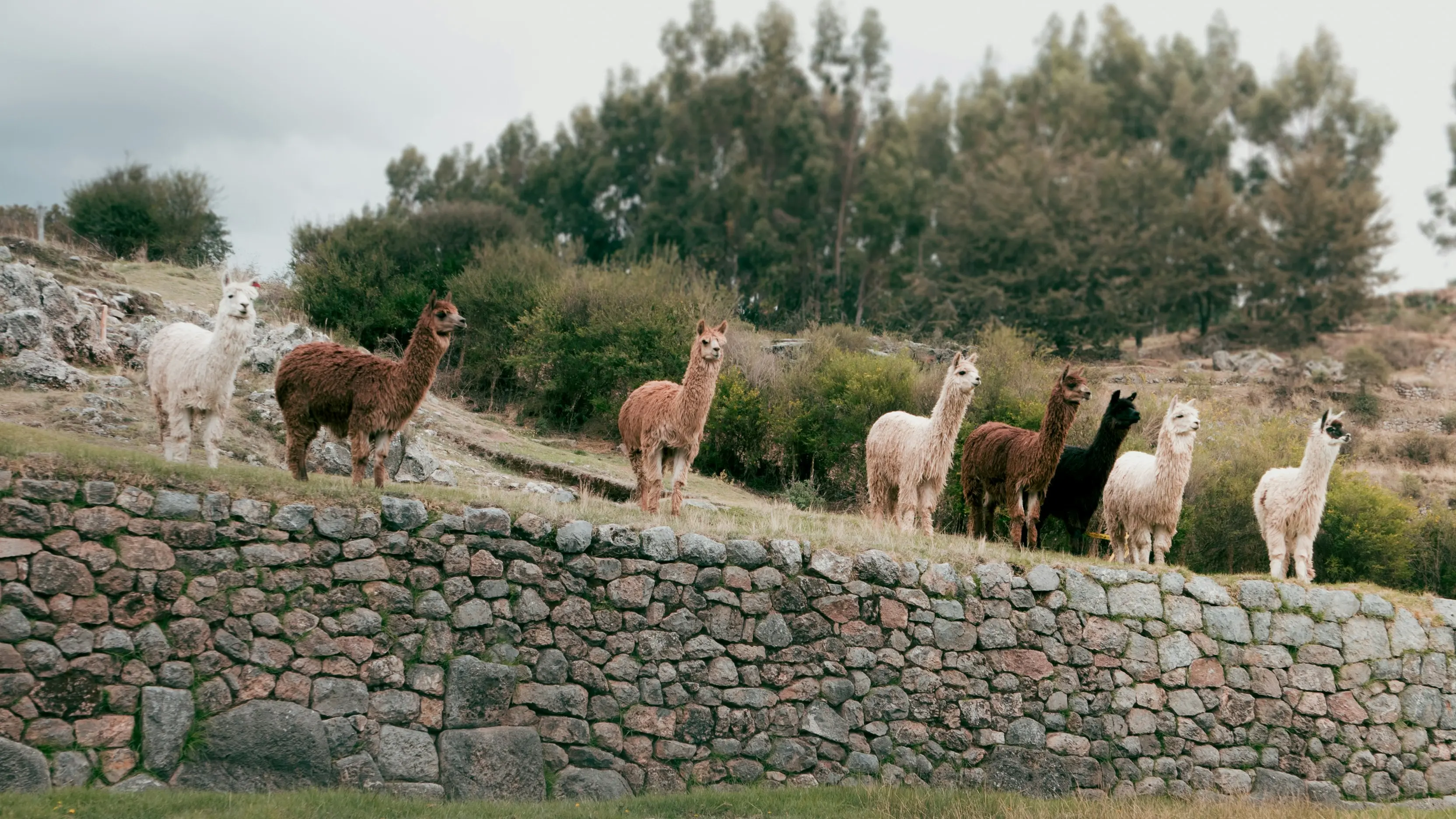 Alpacas en los Andes